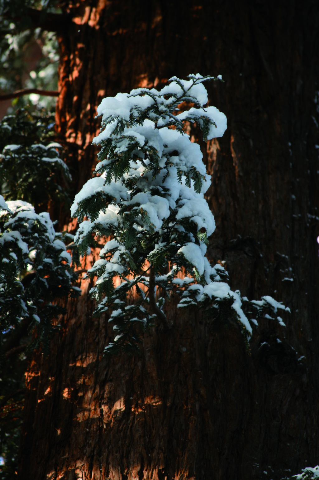 La sequoia, sotto la neve