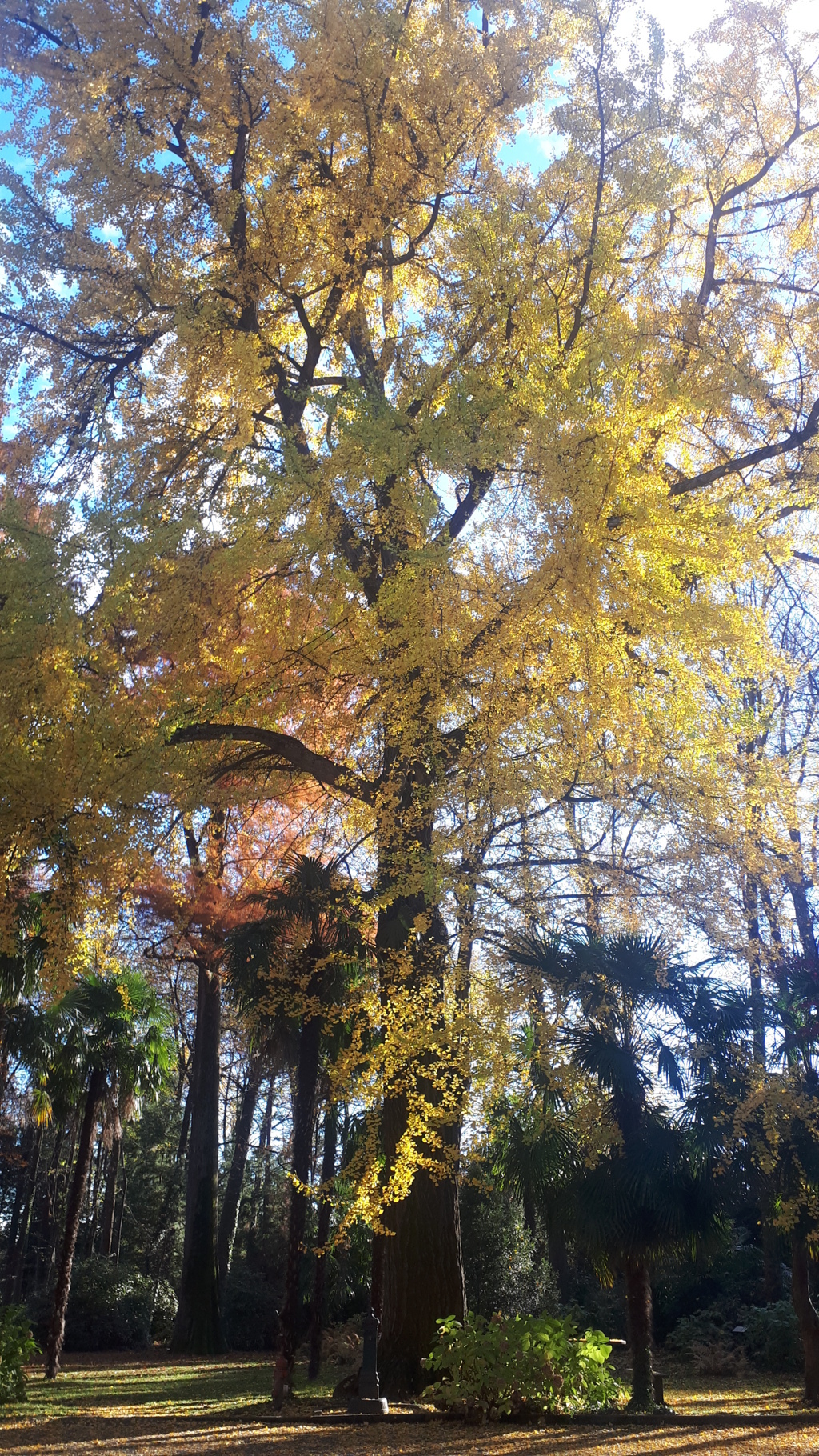 I ventaglietti del Ginkgo in autunno si tingono d'oro