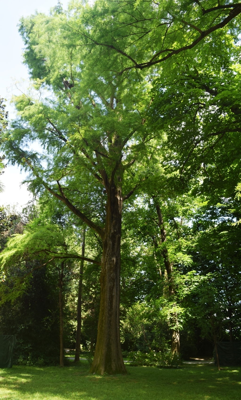 La radura dei cipressi calvi, in estate