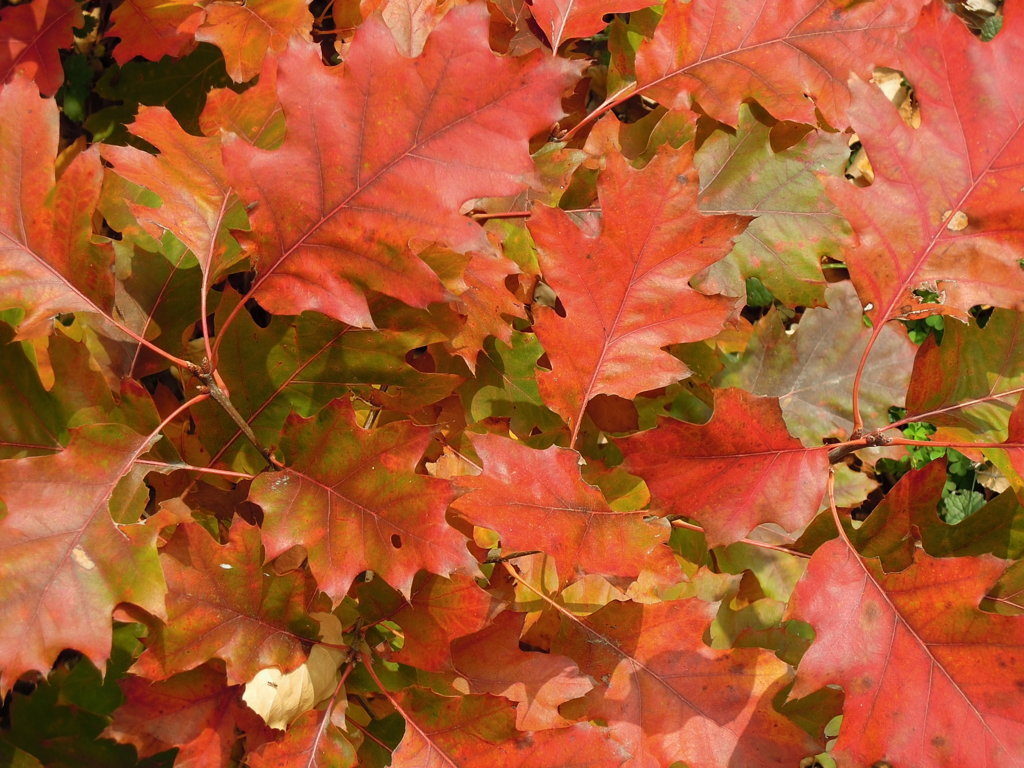 METAMORFOSI COLORATA