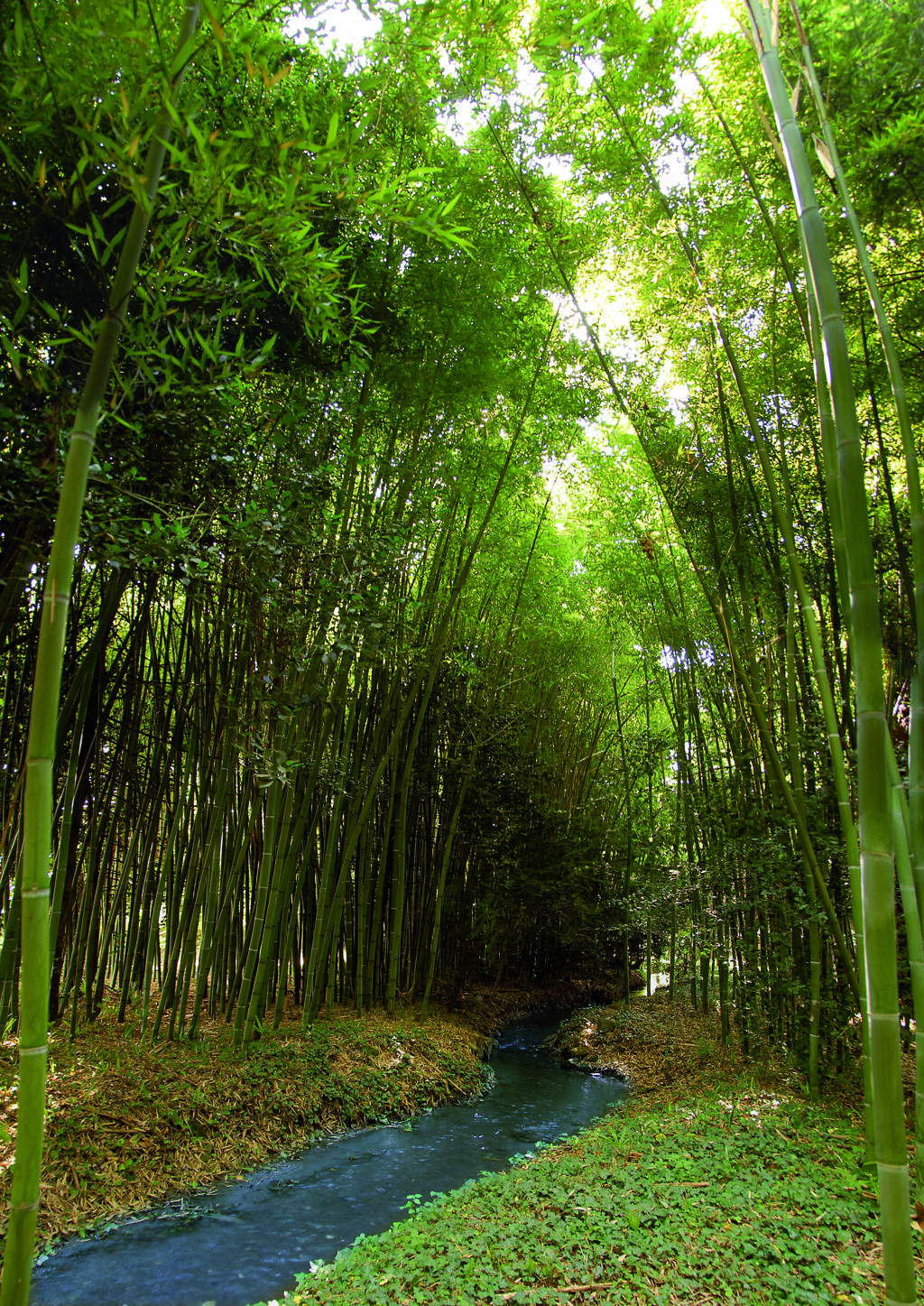 Il bosco di bambù e il canale che lo attraversa
