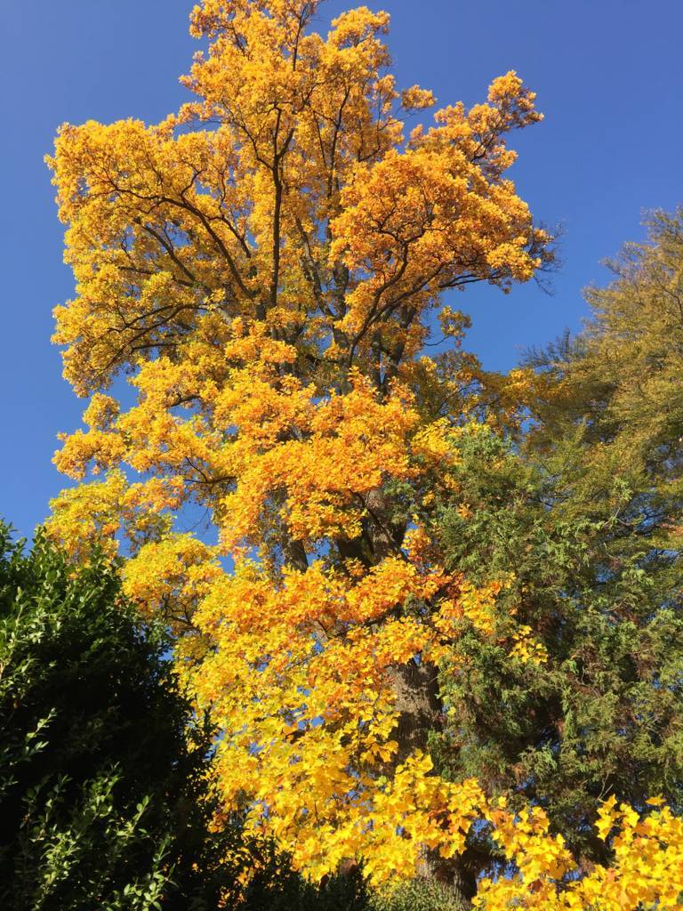 L'albero dei tulipani, il più alto del Parco