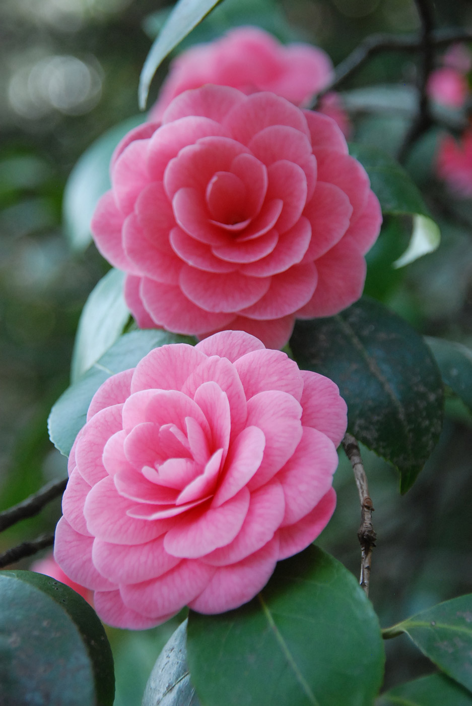 Fioriture nel tardo inverno