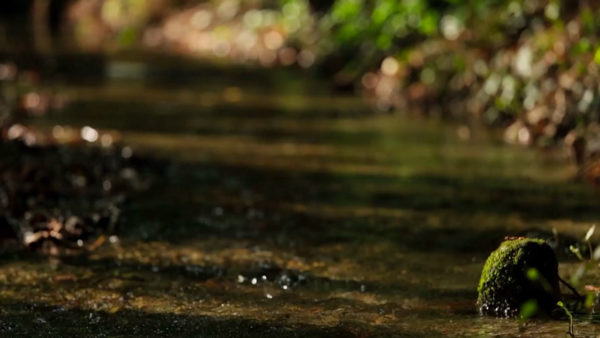 Il risveglio del Parco