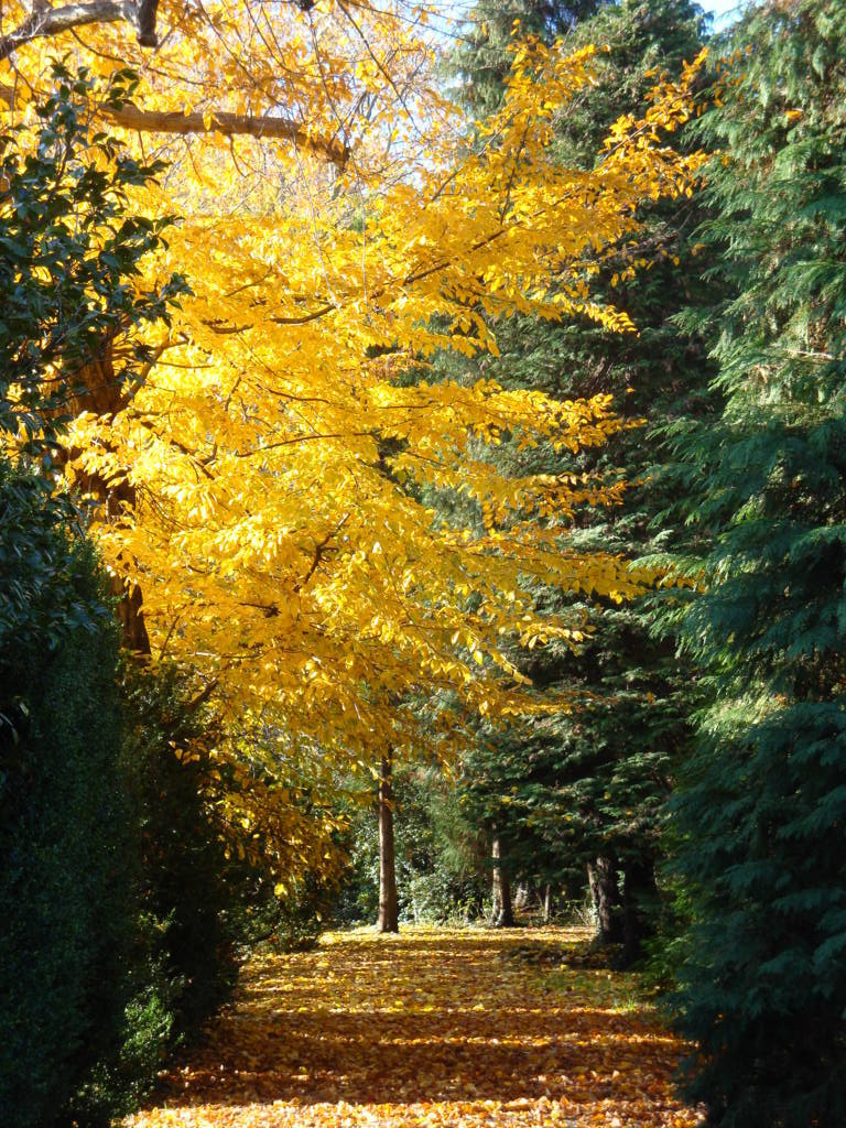 Il vecchio carpino, lungo il viale dei bossi