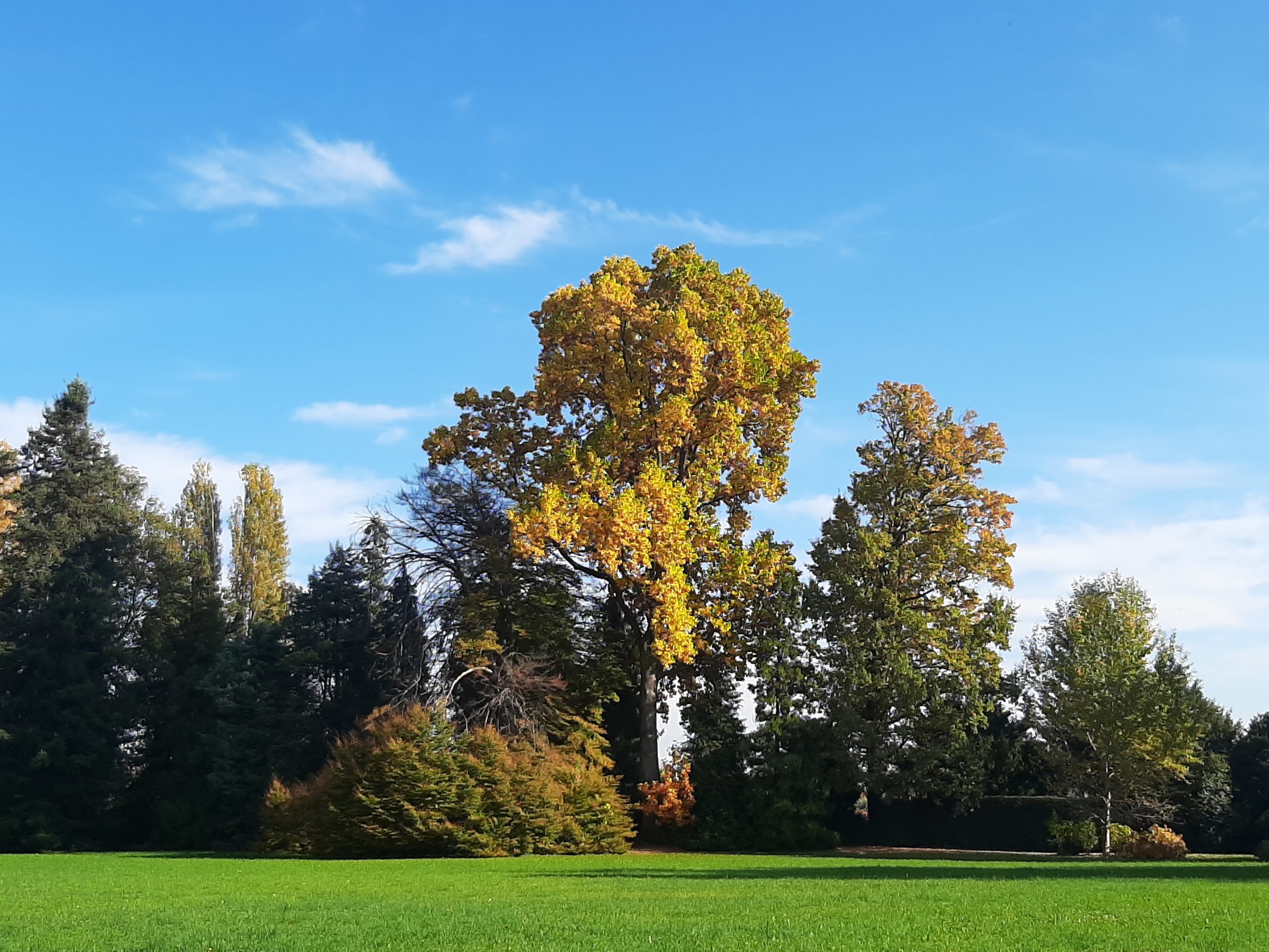 Il liriodendro, albero dei tulipani