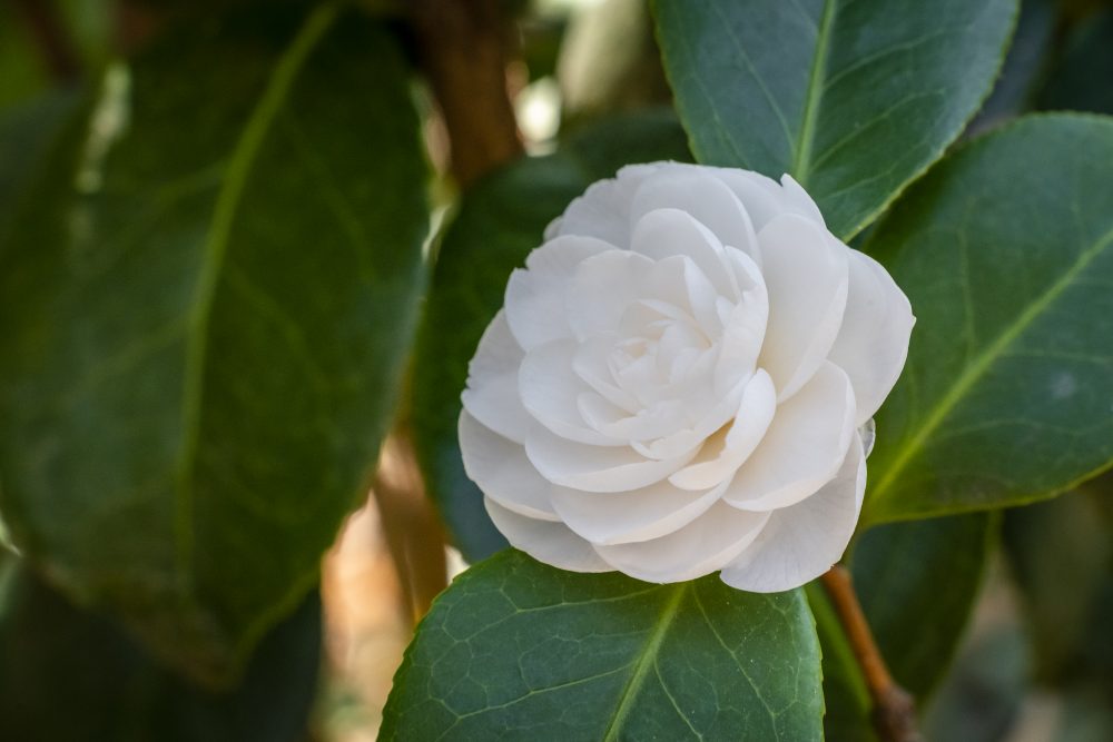 Incontro “La camelia nella storia”