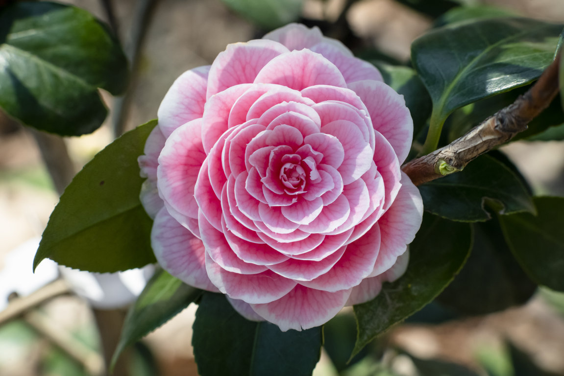 Un fiore simbolo di eleganza