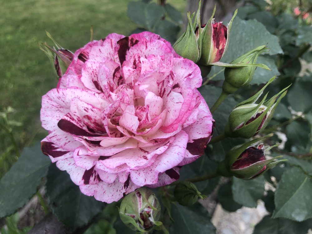 Premio della Rosa Principessa Maria Letizia