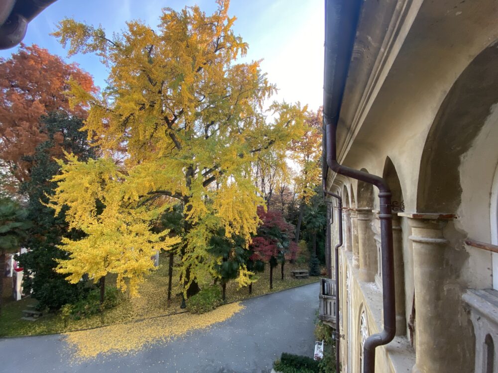 Passeggiata guidata “La magia del foliage”