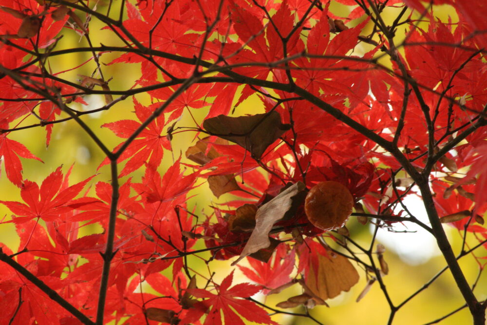 Passeggiata guidata “Colori e tessiture dal Parco”
