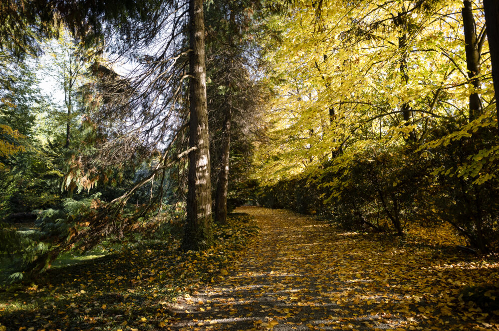 Passeggiata guidata “Colori e tessiture del parco”
