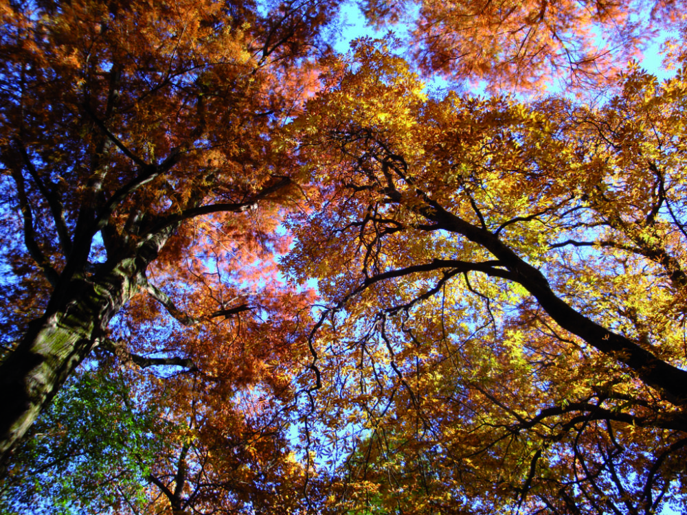 “La magia del foliage” – POSTI ESAURITI