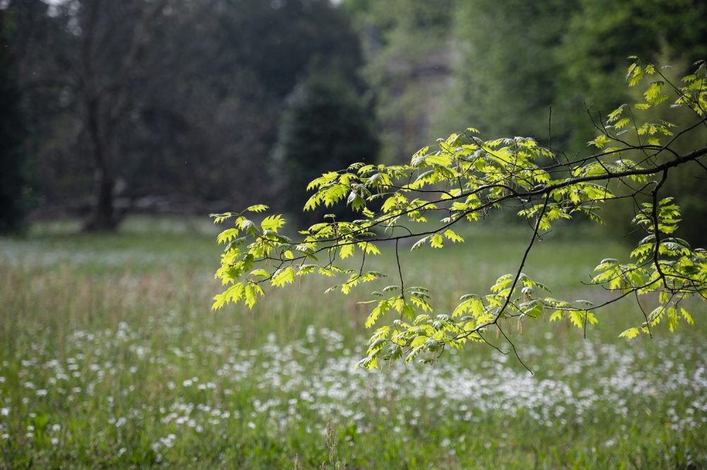 Visita guidata al parco