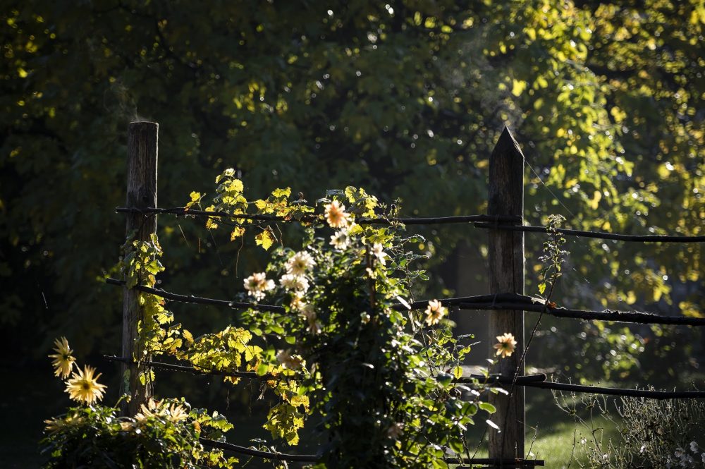 Passeggiata guidata “Colori e tessiture del parco”