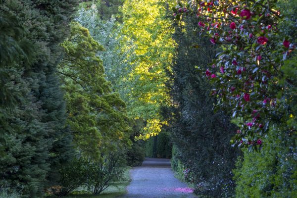 L’attesa degli alberi