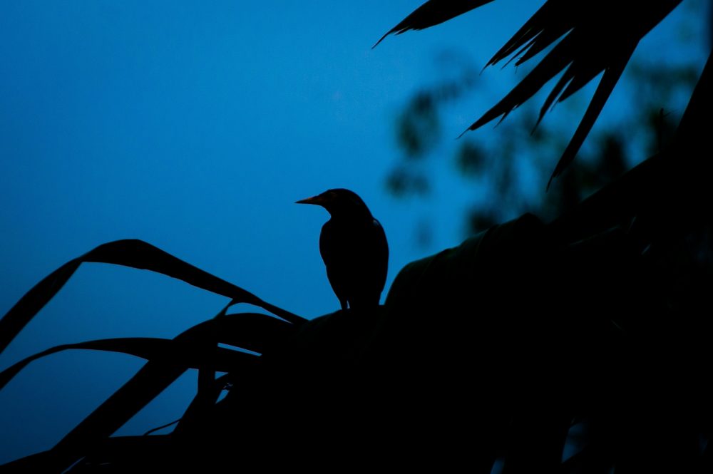 Visita del parco in notturna: rapaci notturni