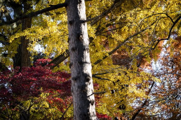 La magia del Foliage