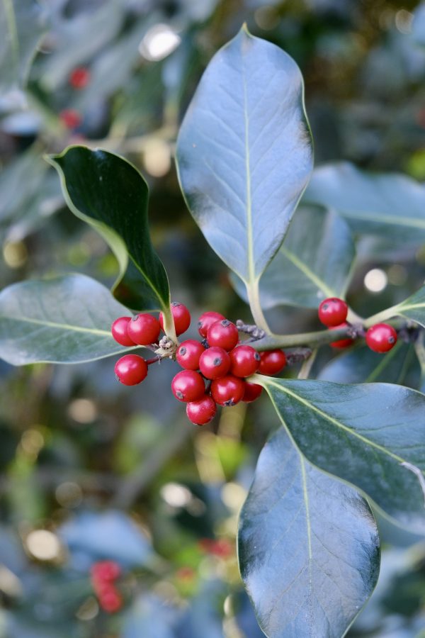 Ci rivediamo nel nuovo anno!