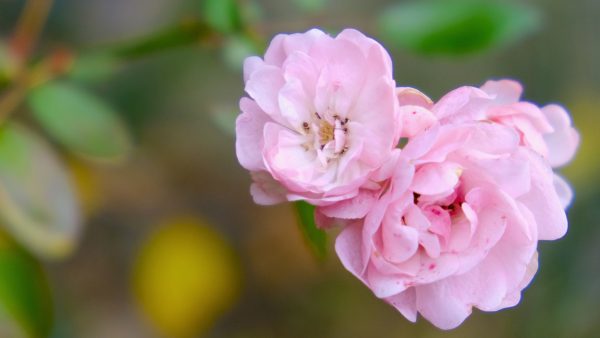 Un’apertura straordinaria da vivere insieme