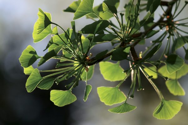 La Primavera al Castello di Miradolo: tutto il programma